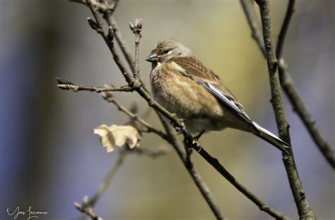 Tête de linotte Linotte mélodieuse Domaine des Oiseaux Yves