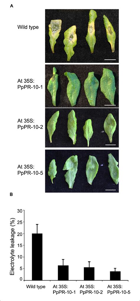 Symptom Development And Ion Leakage Measurements In Wild Type And