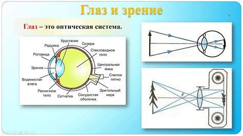Глаз и зрение Очки - YouTube