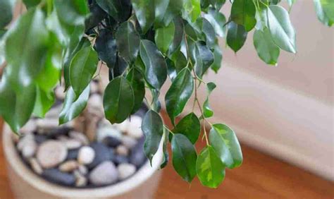 Coltivare Il Ficus Benjamin In Modo Sano E Rigoglioso