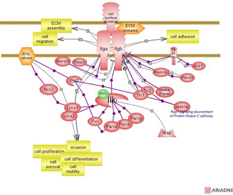 Integrin Signaling Pathway