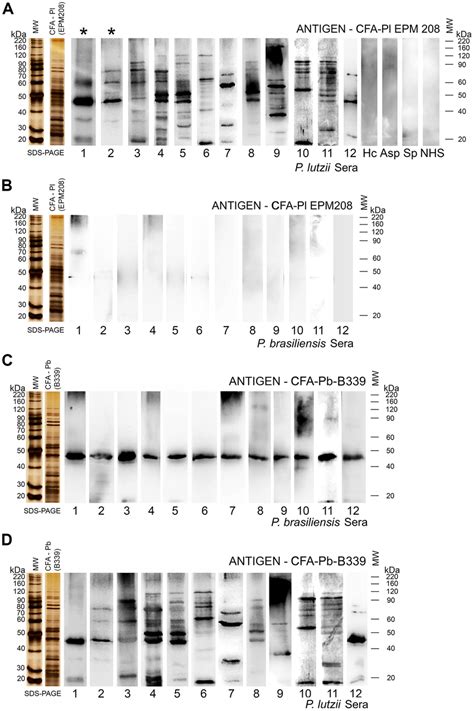 A Western Blot Assays Showing The Reactivity Of Sera From Patients