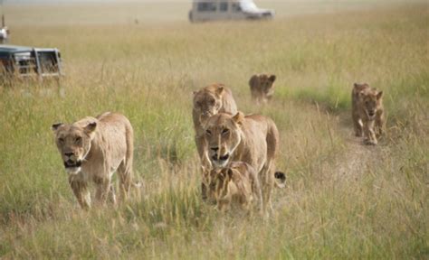 Masai Mara Budget Camping Safari Joining Group Tour Kenya