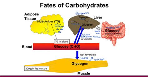 F Lec Carbohydrates Sugars Starches And Fibres Flashcards