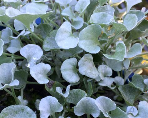 Dichondra Argentea Silver Falls Gardensonline