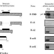 Immunological Cross Reactivities And Dna Binding Capacities Of The Tbf