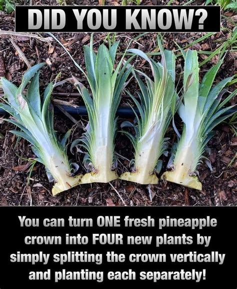 How To Plant A Pineapple Top Tutorial With Pictures Artofit