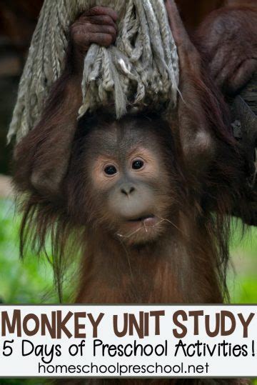 Marvelous M is for Monkey Activities for Preschoolers