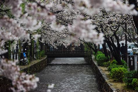 Sakura Bedeutung Tradition Und Symbolik Der Japanischen Kirschbl Te