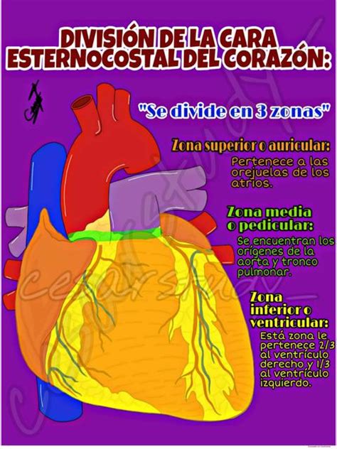 Divisi N De La Cara Esternocostal Del Coraz N Cesarstudy Anatom A