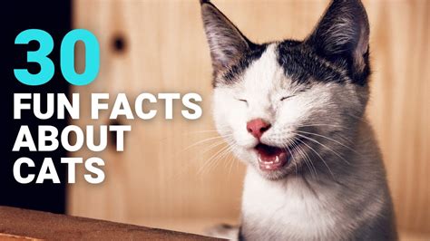 Mind Blowing Fun Facts About Cats Youtube