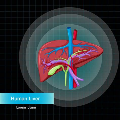 Human Internal Organ Liver Illustration Stock Vector Image By ©interactimages 569214240