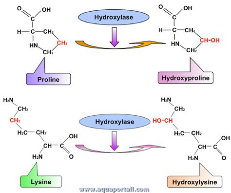 Hydroxylase D Finition Et Explications