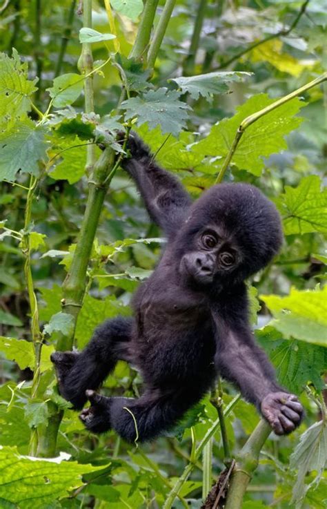 Baby Mountain Gorilla Bwindi Forest Uganda By Lynda Hanwella