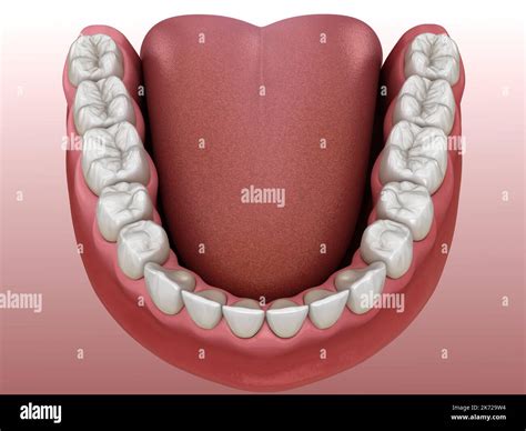 Mandibular Human Gum And Teeth Medically Accurate Tooth 3d