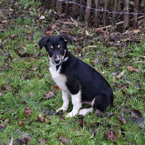 Super Chiots Border Collies Lignée Travail 47370 unCompagnon fr