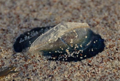 Img By The Wind Sailor Velella Velella Clachtoll