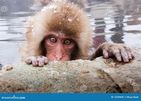 Japanese Macaque Royalty Free Stock Photography - Image: 13249697