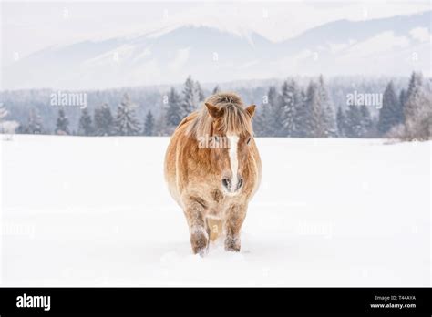 Haflinger Horse Snow Hi Res Stock Photography And Images Alamy