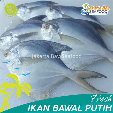 Jual Ikan Bawal Putih Segar Kg Ekor Bawal Laut Segar White Pomfret