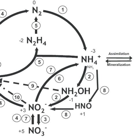 Pdf Genomics Of Ammonia Oxidizing Bacteria And Insights Into Their