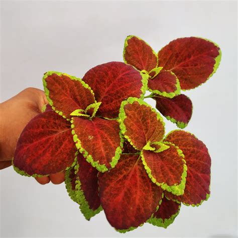 Coleus Colourful Combo Nurserybuy