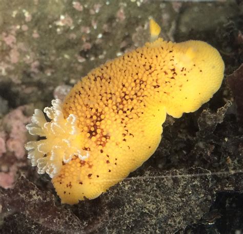 Noble Dorid Nudibranchs And Other Sea Slugs Of California INaturalist