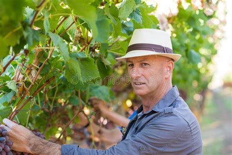 Jardineiro Adulto Que Trabalha Na Linha De Vinha Imagem De Stock