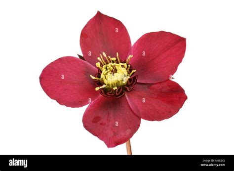 Closeup Of A Dusky Red Hellebore Flower Isolated Against White Stock