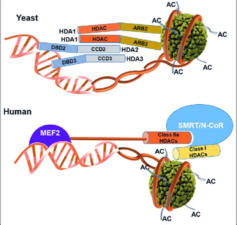 Proposed Model Of Class II Yeast And Human HDAC Complex In Yeast The