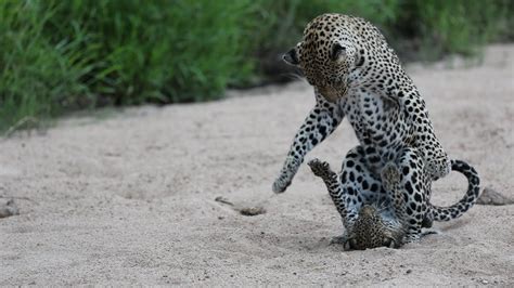 Female Leopard And Cub Gets Playfull Youtube