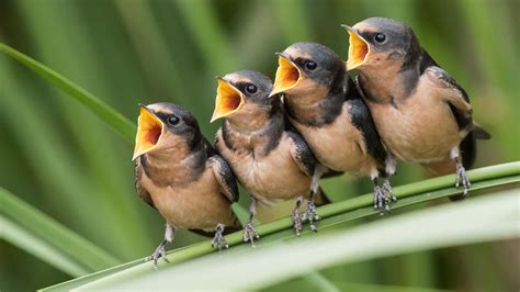 National Bird Day - ExcelNotes