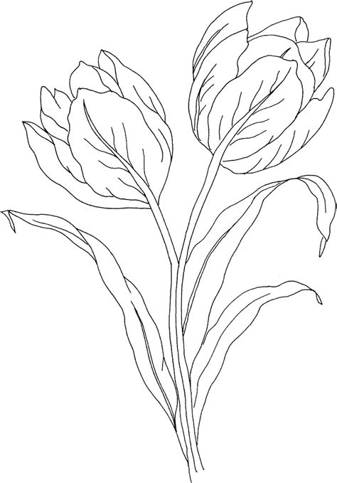 Quatro Tulipas Para Colorir Imprimir E Desenhar Colorir Me