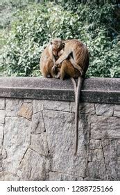 221 Cute Monkeys Hugging Each Other Images, Stock Photos & Vectors ...