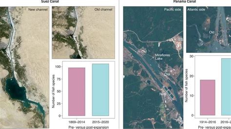Aumenta La Invasión De Peces Tras Ampliaciones Del Canal De Panamá Y De