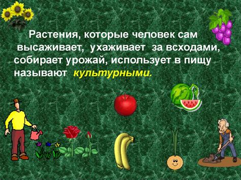 Культурные растения - презентация онлайн