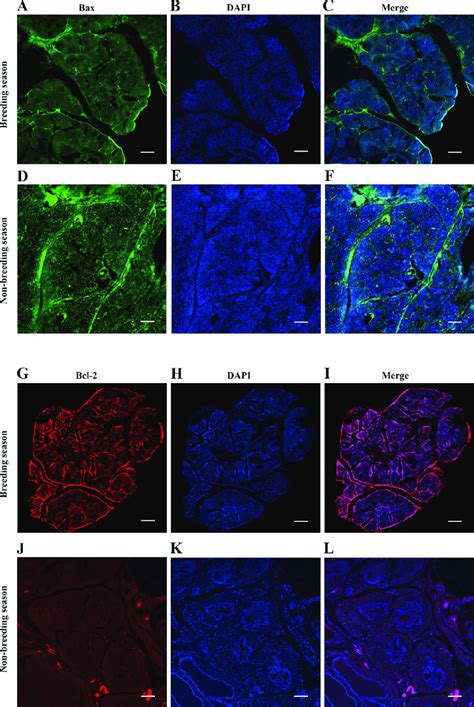 Immunofluorescence Staining Of Bax Protein In The Muskrat Prostate Of