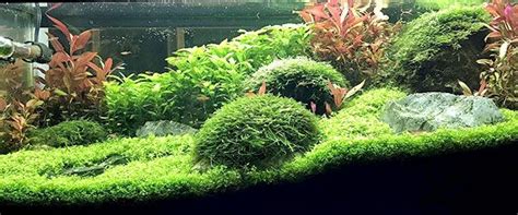 musgo de java guia de cuidados  acuarioweb