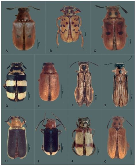 Species of Megalopodinae (Megalopodidae) sampled from forest fragments ...