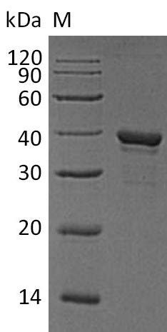 Recombinant Human Arginase Arg Active Elisa Kit