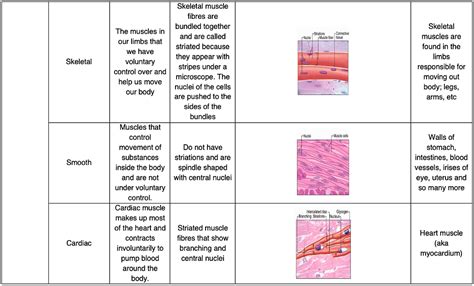 Tissue Types | Elucidate Education