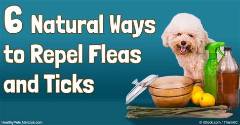 Natural Ways to Repel Fleas and Ticks