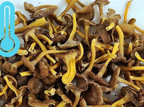 Comment faire sécher des chanterelles Chasseurs de champignons