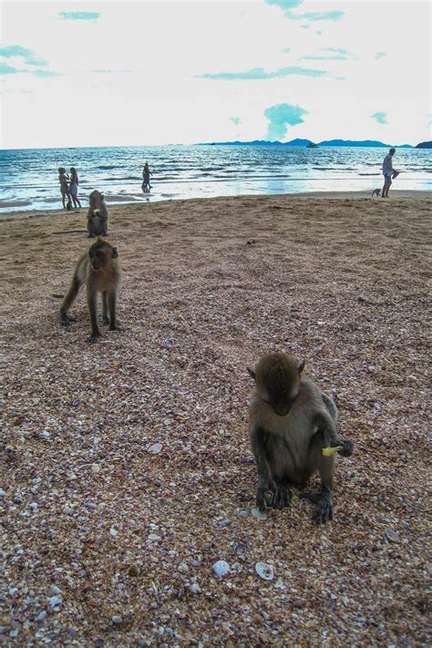 Monkeys on the Beach in Krabi, Thailand