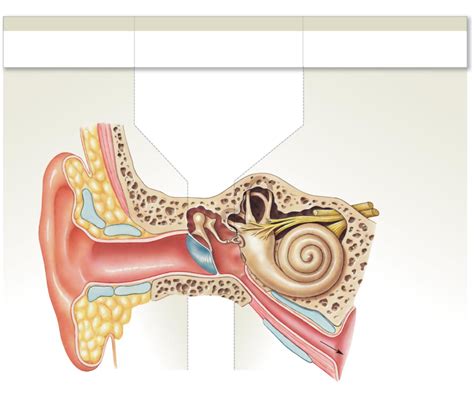 Ear Diagram Diagram Quizlet