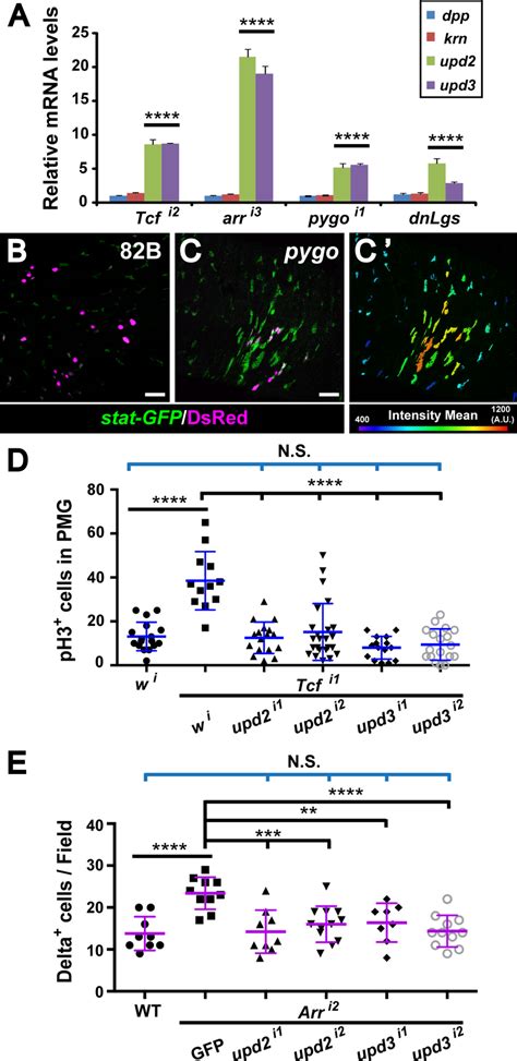 Jak Stat Pathway Overactivation Upon Disruption Of Wg Signaling In