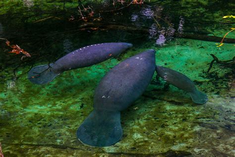 Snapshots: The Manatees of Blue Springs State Park — Miles 2 Go
