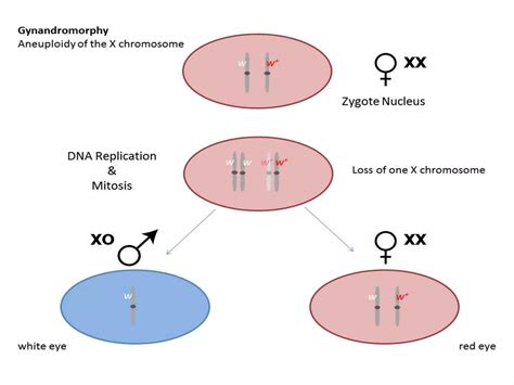 Sex Determination In Drosophila Ppt