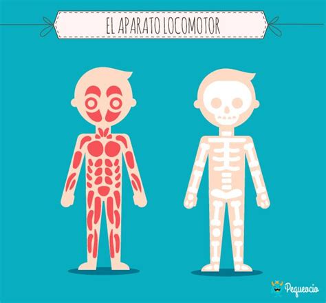 El Aparato Locomotor Partes Y Funciones Con Im Genes Pequeocio