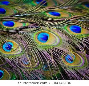 Closeup Portrait Beautiful Peacock Feathers Out Stock Photo 104146136